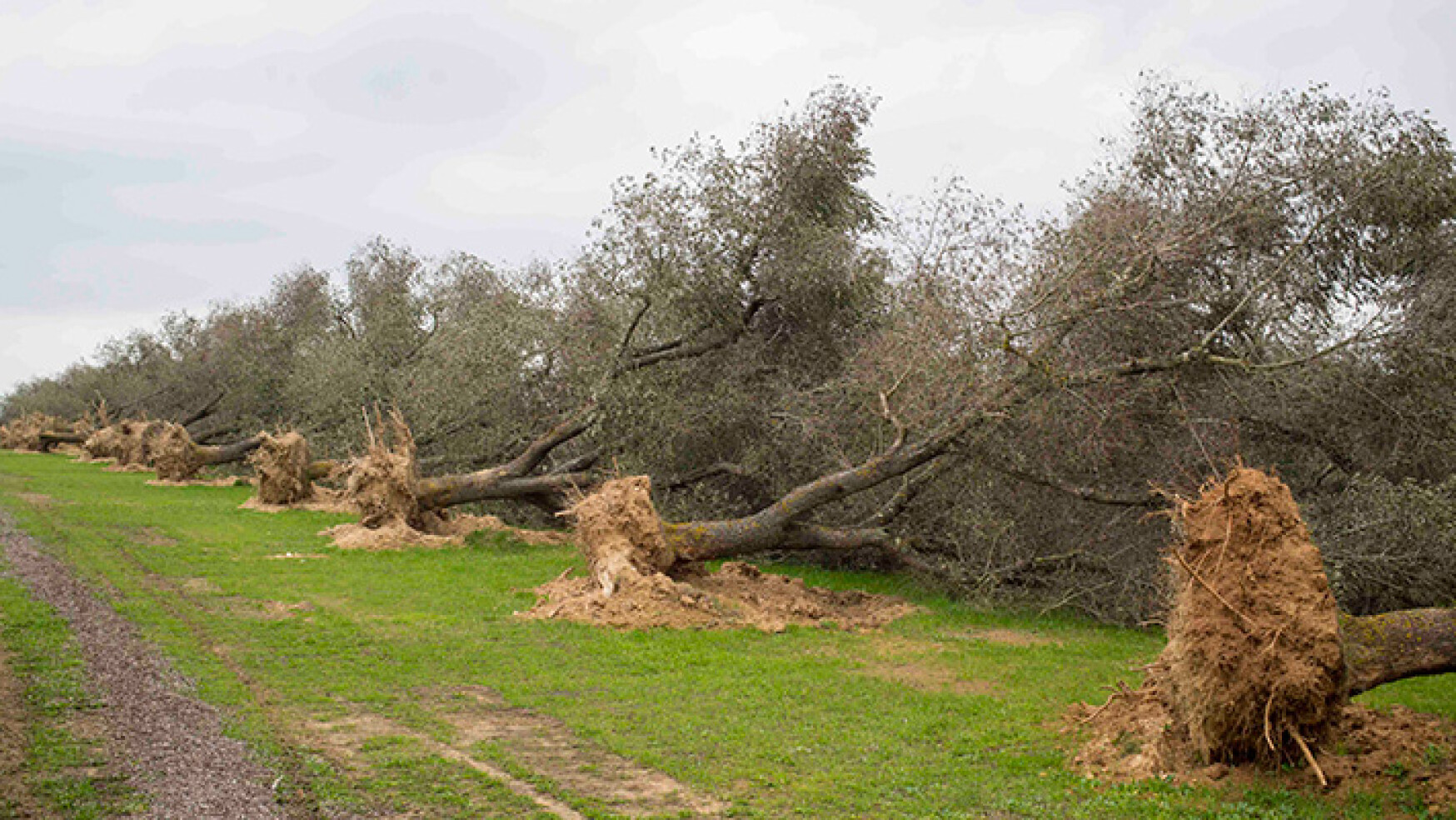 ASSALTO AI NUOVI ULIVI RESISTENTI ALLA XYLELLA