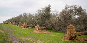 xylella-story