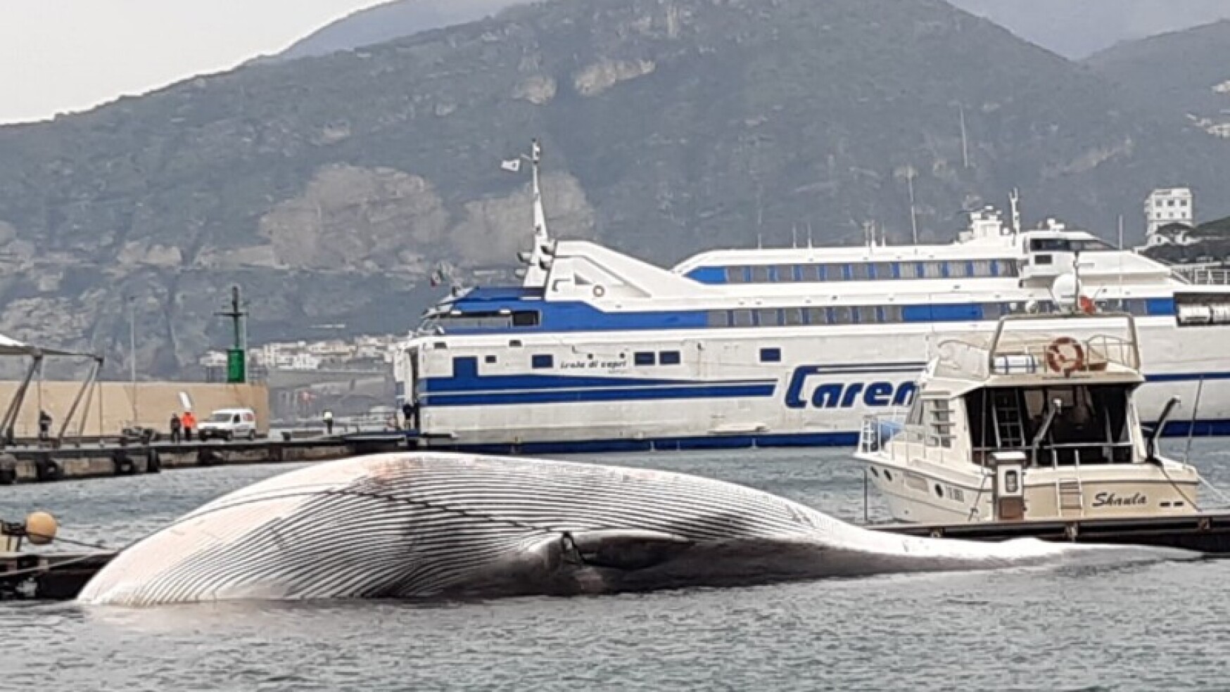 “MAREVIVO” RACCONTA: LA BALENA DI SORRENTO E ORA ALT AL MASSACRO