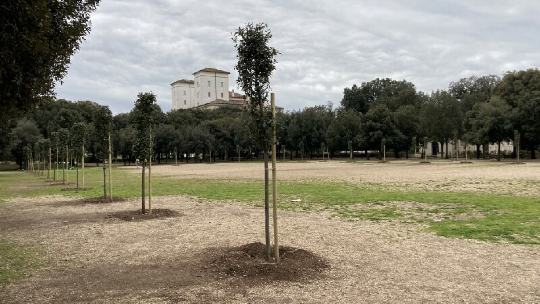 ROMA, PIANTATI NUOVI ALBERI NEL CUORE DI VILLA BORGHESE