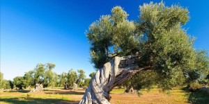 ULIVI Ostuni 2