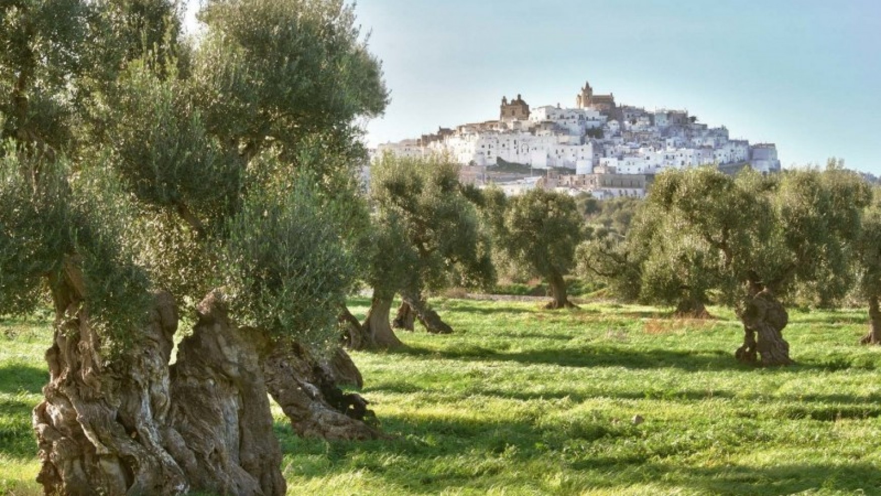 NON VANNO ABBATTUTI I 37 ULIVI MONUMENTALI DI OSTUNI