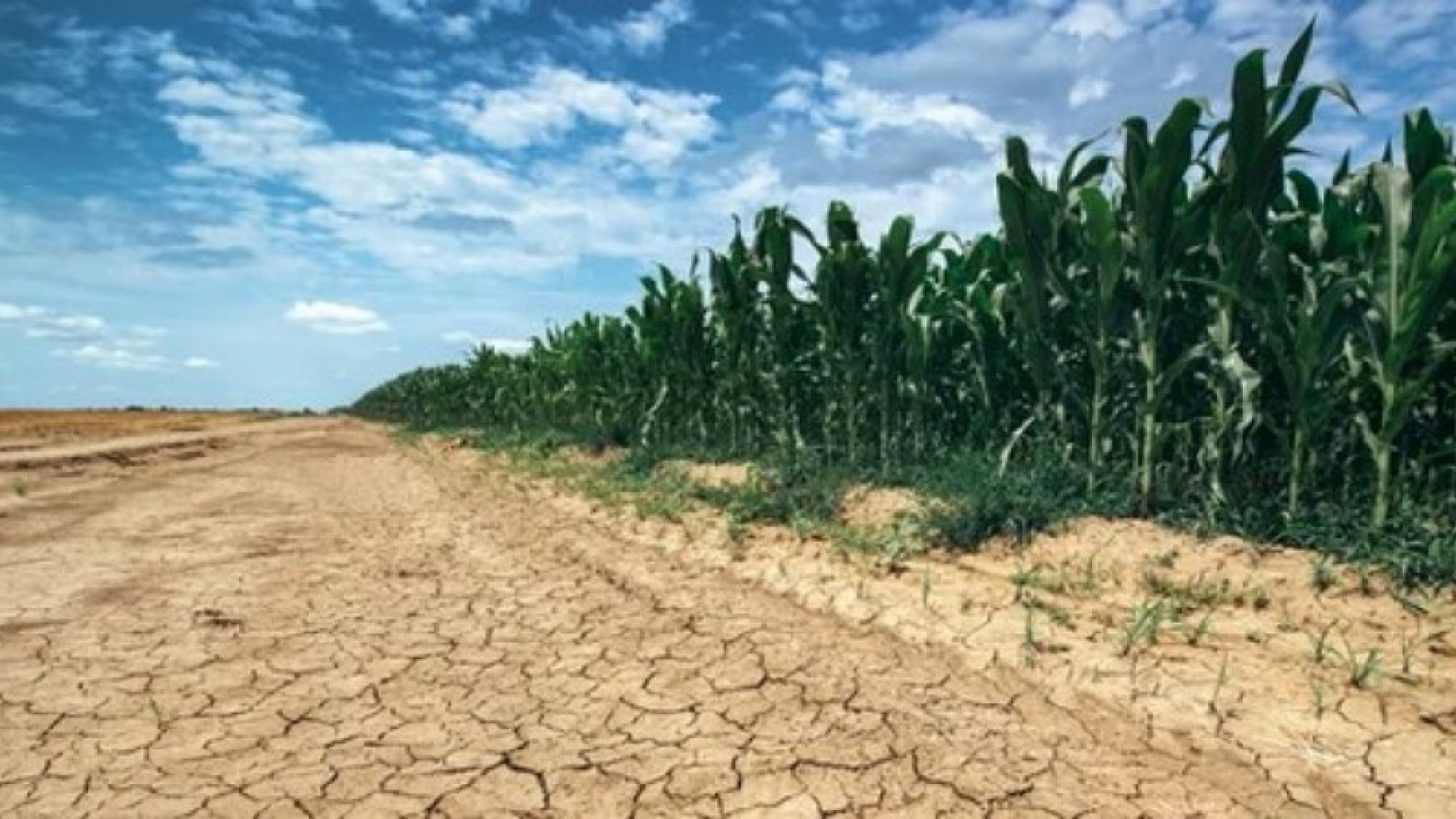 INTESA SANPAOLO: UN PLAFOND DI 100 MILIONI ALLE IMPRESE AGRICOLE DANNEGGIATE DALLA SICCITA’