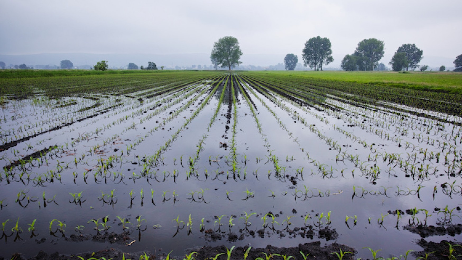 INTESA SANPAOLO: 100 MILIONI PER LE IMPRESE AGRICOLE DEL CENTRO-SUD DANNEGGIATE  DAL MALTEMPO