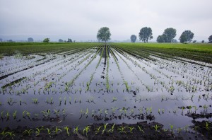 Hochwasser sorgt bei Landwirten für hohen Schaden