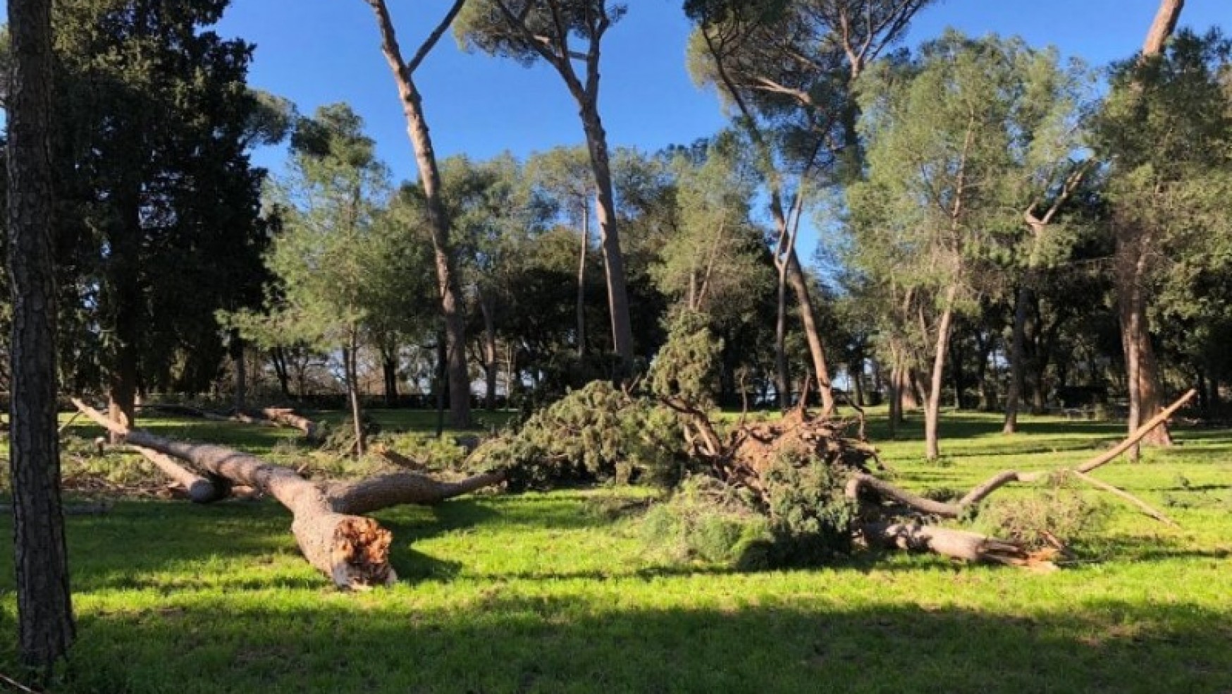 S.O.S. ALBERI, LA DENUNCIA DELLA CORTE DEI CONTI: “FINORA SOLO SEMI” (330 MLN. IN BALLO)