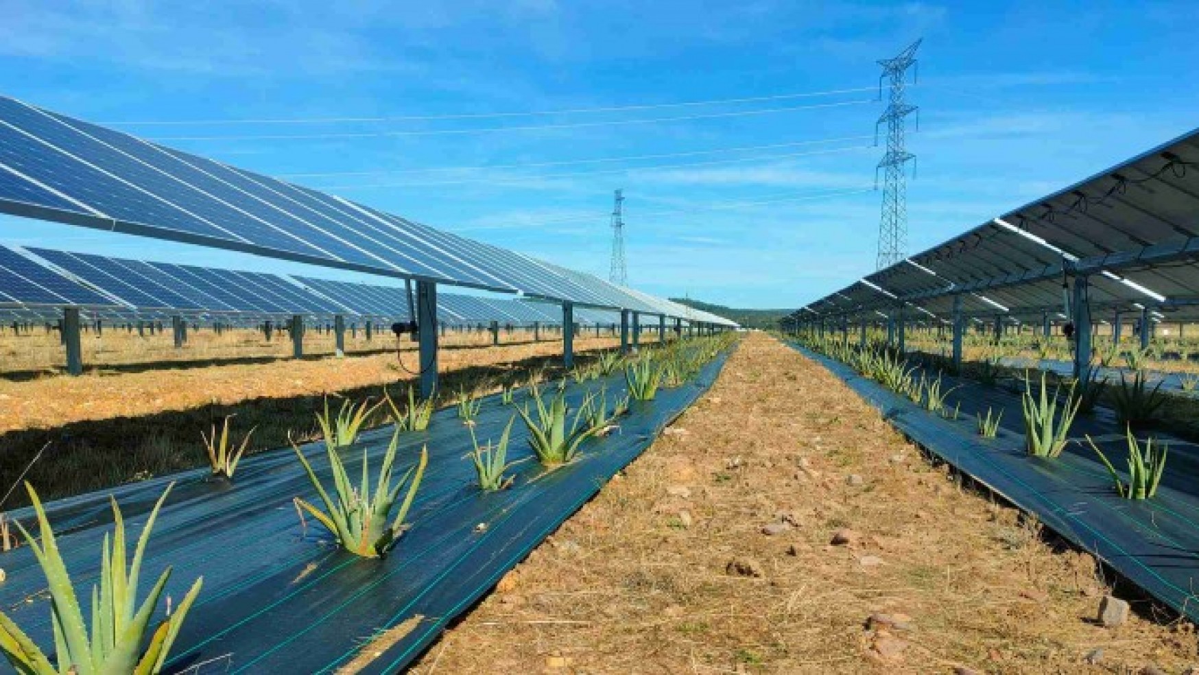 ENEL GREEN POWER: A TAQUINIA IL PARCO SOLARE E L’IMPIANTO AGRIVOLTAICO PIU’ GRANDE D’ITALIA