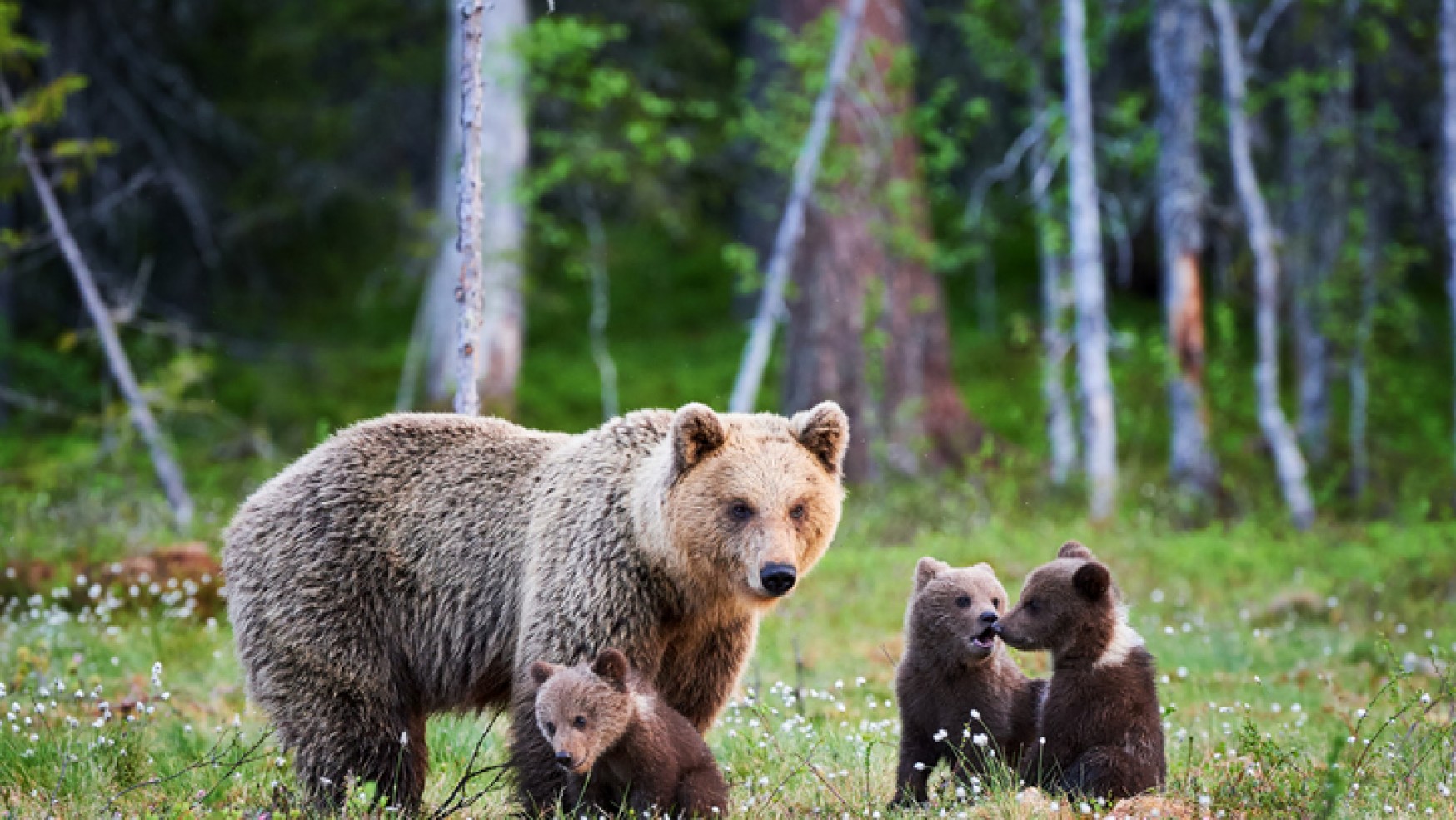 TROVATA MORTA “MAMMA ORSA”: DENUNCIA DEGLI ANIMALISTI CONTRO IL BRACCONAGGIO