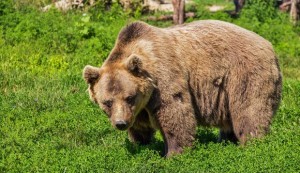 ORSO singolo