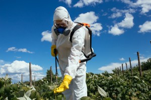 Industrial agriculture theme. Man spraying toxic pesticides or insecticides on fruit growing plantation. Natural hard light on sunny day. Blue sky with clouds in background.