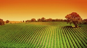 agricoltura-biologica