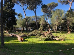 ALBERI caduti (Repubblica)