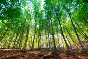 Sunlight goes through yellow and green leaves in autumn forest