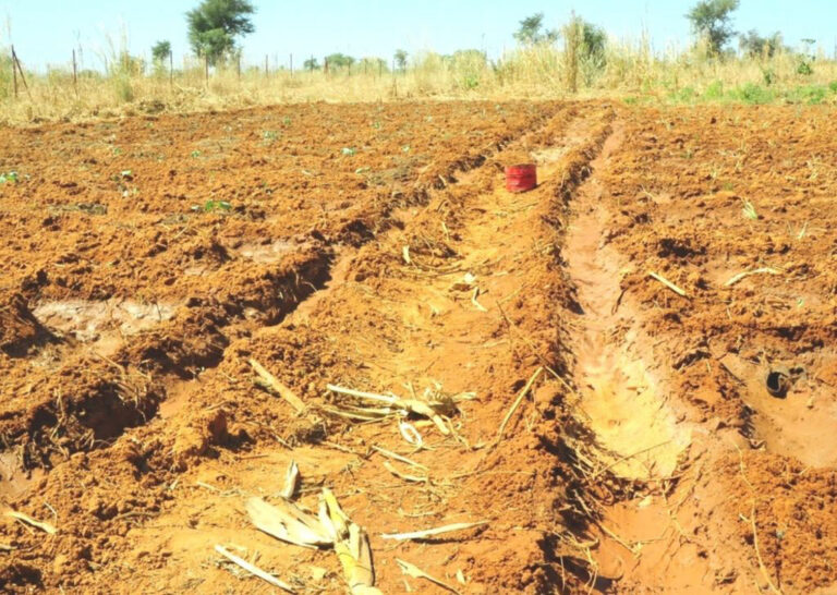 SALENTO, RISCHIO DESERTO: TRA SICCITA’ E XYLELLA, LE TERRE ARIDE NEL “TACCO DELLO STIVALE” SONO DIVENTATE IL 19,3 PER CENTO