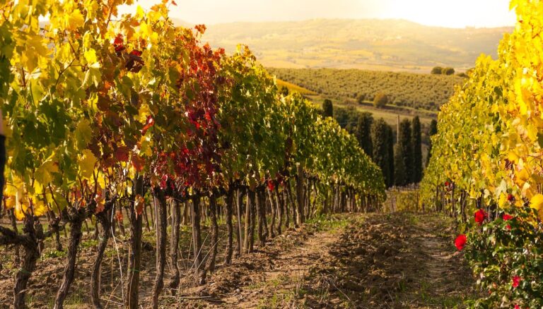 DAZI E AGROALIMENTARE, UNO STUDIO DI INTESA SANPAOLO: IL 50% DELLE IMPRESE PUNTA A NUOVI CLIENTI E NUOVI MERCATI
